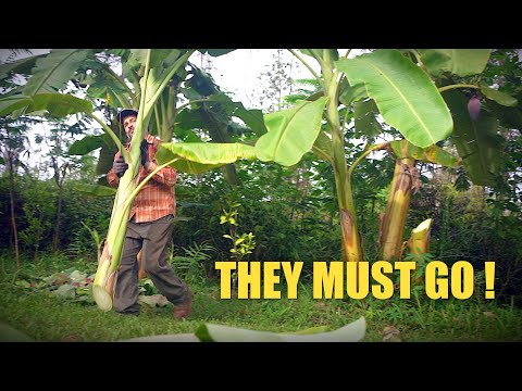 Видео: Синтропическое агролесоводство | Исправление ошибок