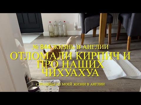 Видео: Отломали кирпич. Про наших чихуахуа Лилли и Люси. № 844 Жизнь в Англии. 