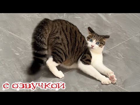 Видео: Приколы с котами! С ОЗВУЧКОЙ! САМЫЕ СМЕШНЫЕ ЖИВОТНЫЕ! Смешные коты И СОБАКИ!