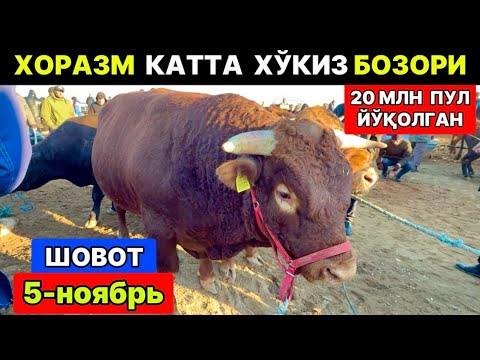 Видео: 20 МЛН ПУЛ ЙЎҚОЛГАН. ХОРАЗМ ШОВОТ МОЛ БОЗОРИ КАТТА ХЎКИЗЛАР НАРХЛАРИ 5-ноября 2025 г.
