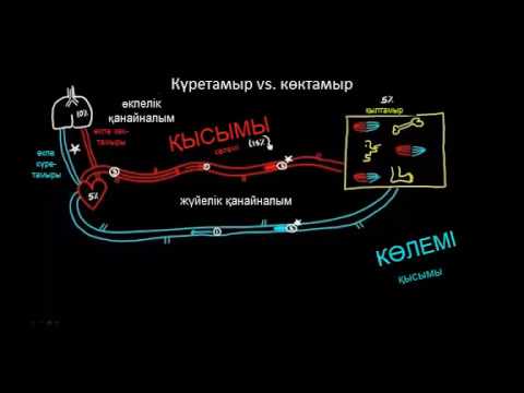 Видео: Күретамыр мен көктамыр арасындағы айырмашылықтар