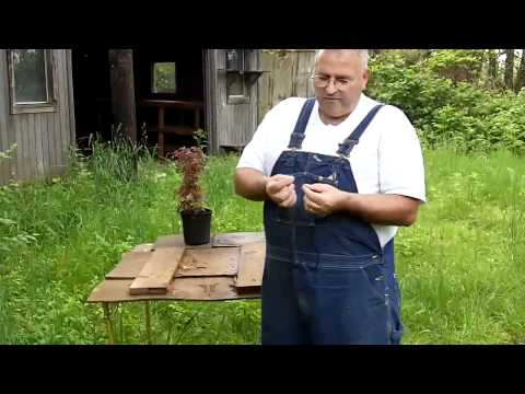 Видео: Выращивание японских кленов из семян