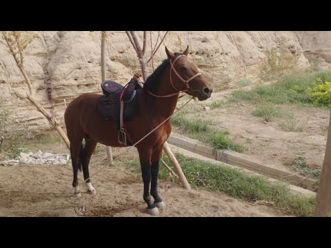 Видео: Чупонкишлокда улок