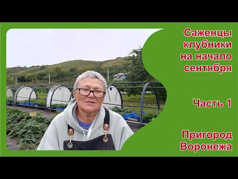 Видео: Саженцы клубники на начало сентября. Часть 1. Пригород Воронежа.