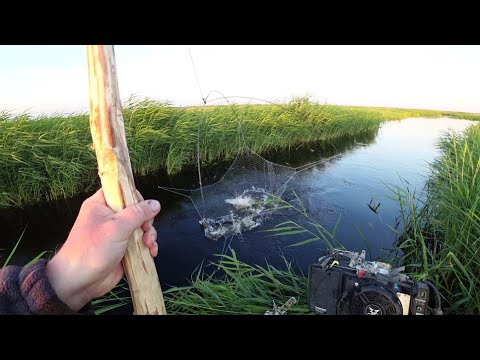 Видео: Язи и огромные караси в ручье не перестают удивлять.