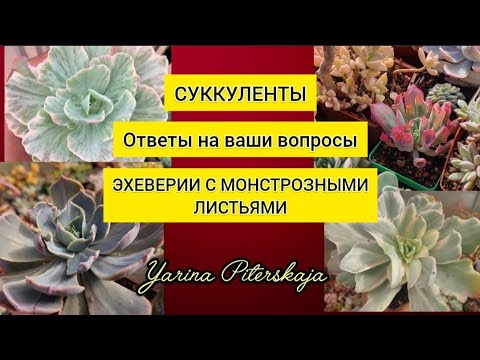 Видео: Суккуленты. Эхеверии с монстрозными листьями.  Ответы на вопросы.