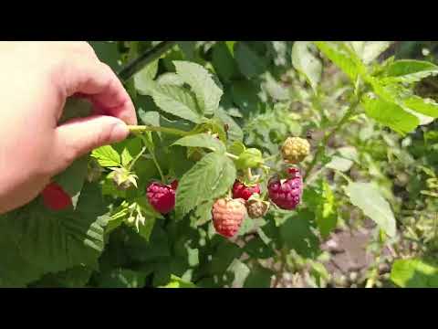 Видео: Малина Маргарита, Джона Джей, Полєсьє, Дельніва