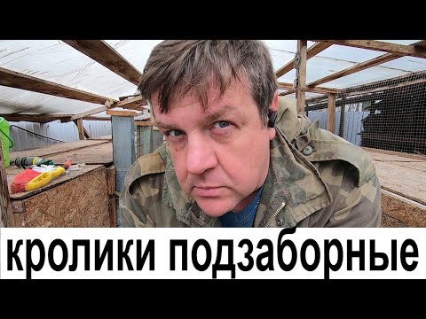 Видео: кролики подзаборные