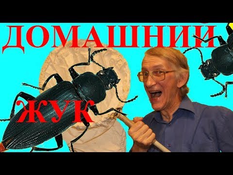 Видео: У Вас Уже Живет Домашний Жук Зофобас?? Life of Zophobas (Tenebrionidae)