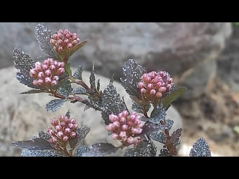 Видео: Пузыреплодник Литл Девил,цветение пузыреплодникаа так же Сальвии (шалфей) и тимьяна,обзор клумбы