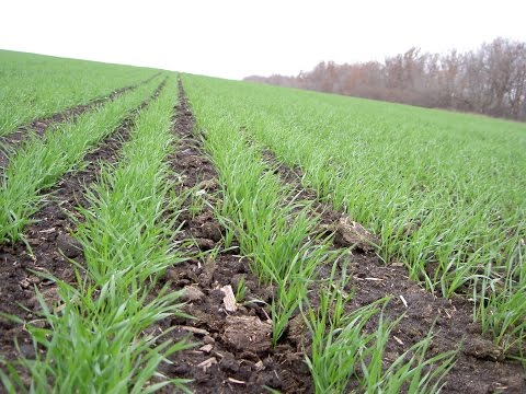 Видео: Адаптивно ландшафтные системы земледелия  - средство управления режимами агроландшафтов