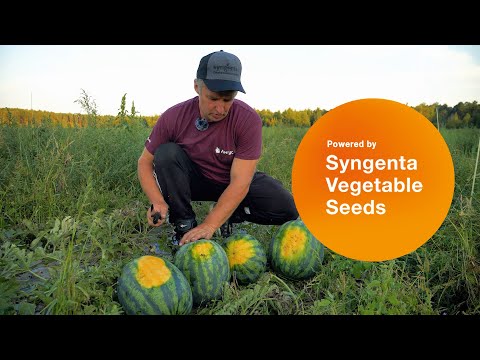 Видео: Арбуз Соренто F1. Ранний и высокоурожайный гибрид Синегнта. Опыт выращивания в КФХ "Бахча Гринько".