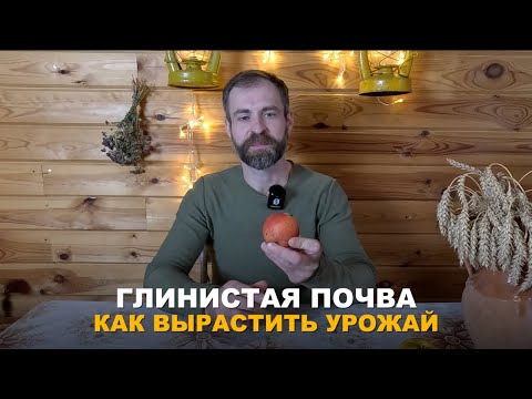 Видео: НА УЧАСТКЕ ГЛИНИСТАЯ ПОЧВА? Как улучшить структуру почвы, что и как посадить на глинистой почве.