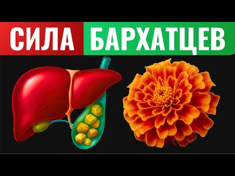 Видео: НИКТО не ожидал! Обычные бархатцы восстанавливают зрение и убирают холестерин!