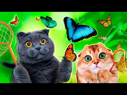 Видео: КОТИКИ в ШОКЕ от ЭТОГО! БАБОЧКИ РОДИЛИСЬ у НИХ на ГЛАЗАХ! Наши Новые ПИТОМЦЫ - ЖИВЫЕ БАБОЧКИ