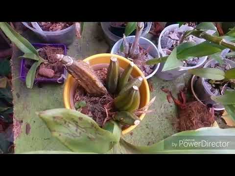 Видео: Angulocaste red jewel обзор, уход)+ распаковка посылки с новой орхидеей)))