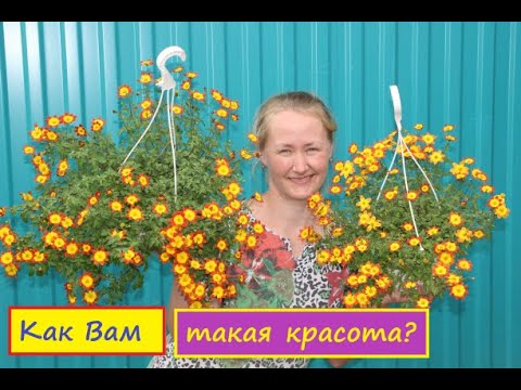 Видео: Биденс-вегетативный Красавчик! Я в восторге! Крупный цветок, обильное пышное цветение! Неприхотлив!