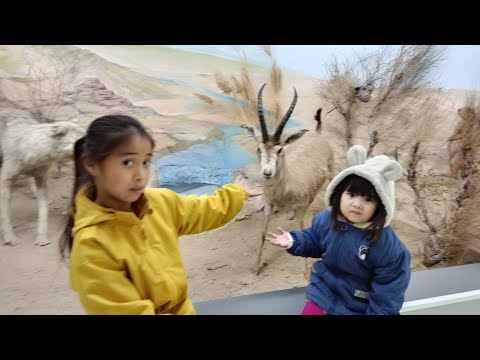 Видео: #МУЗЕЙГЕ САЯХАТ#excursion to the museum