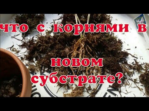 Видео: ОРХИДЕИ.  Дендробиум, пересадка, субстрат