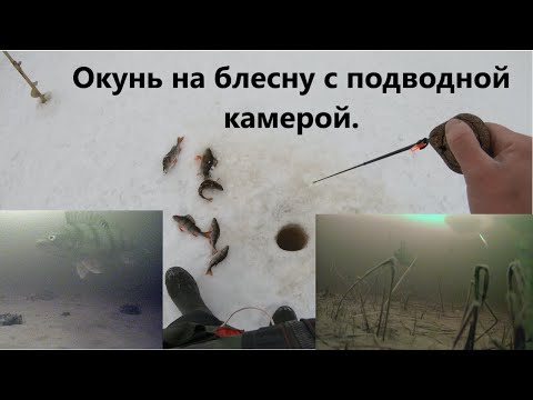 Видео: Ловля окуня зимой. Окунь на блесну подводные съёмки.  Focusfish.