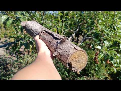 Видео: КРУТАЯ ВЕЩЬ из лесного ореха!!! Жена в ВОСТОРГЕ!!! DIY