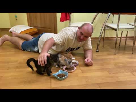 Видео: Котята ИНВАЛИДЫ не могут поделить новые миски!