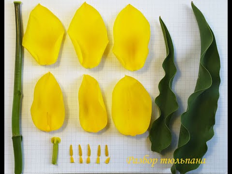 Видео: Разбор жёлтого тюльпана