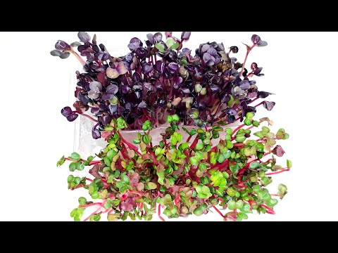Видео: Микрозелень Редиса. Проращивание семян для микрогрина
