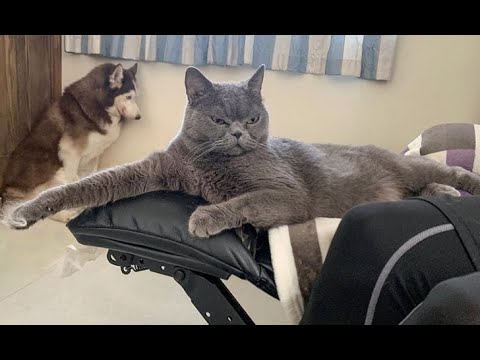 Видео: 😺 Сиди тихо, ты наказан! 🐈 Видео смешных котов, котят и собак для хорошего настроения! 😻