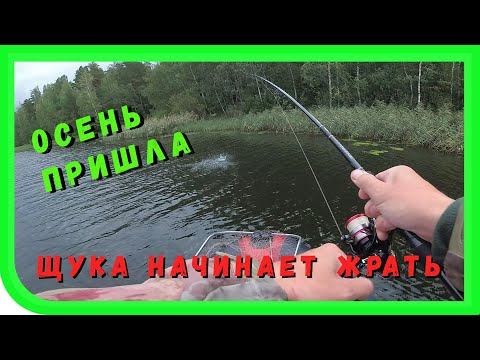 Видео: Щука и окунь. Рыбалка на реке Оредеж