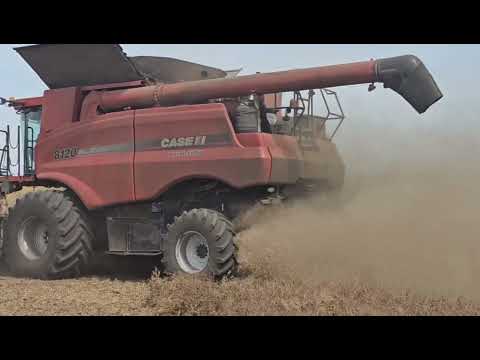 Видео: Горох зелёный зимующий  "Авирон". Уборка . No-till 30.06.2024