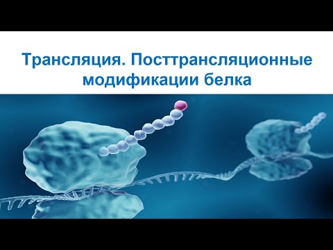 Видео: Трансляция и посттрансляционные модификации белка. Центральная догма молекулярной биологии. Часть 4
