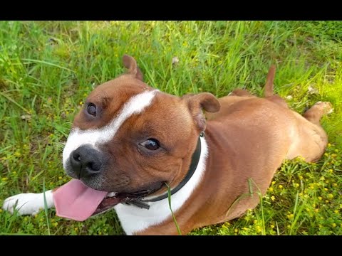 Видео: Стаффордширский бультерьер в семье. Как живётся двум стаффикам в квартире.