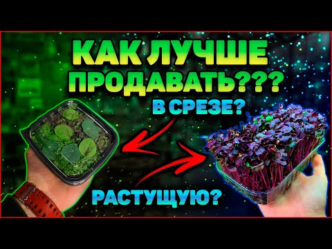 Видео: Как продавать микрозелень? В срезе или растущую в боксе?