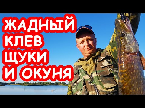 Видео: Жадный клев щуки и окуня. Простая рыбалка на колебалки