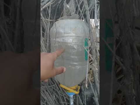 Видео: Тамшылатып суару