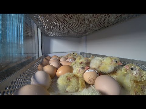 Видео: OVO-156 Инкубация кобб-500 от А до Я