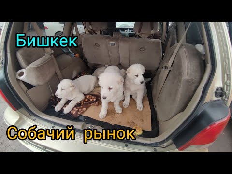 Видео: Ит базар Бишкек  алабай офчарка пидбуль чихуахуа