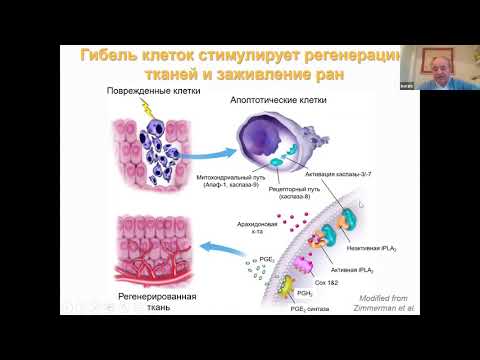 Видео: Животовский Б.Д. Механизмы гибели и обновления клеток