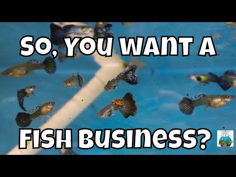 Видео: Итак, вам нужен рыбный бизнес?