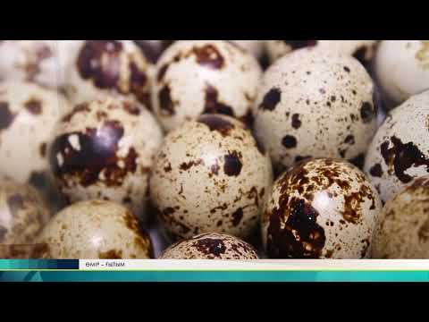 Видео: Биогаздан қалай ақша жасауға. Өмір-ғылым (HD)