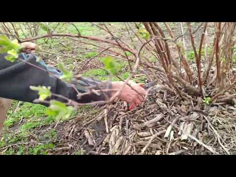 Видео: Жимолость. Обрезка формировка кустов.