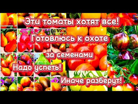Видео: Низкий старт! Уже скоро! Охота за самыми крутыми сортами томатов! Болталка о лучших томатах.
