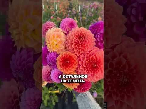 Видео: Смотри как сделать бизнес на цветах у себя в саду#агро #сад #цветы #огород #цветочныйсад