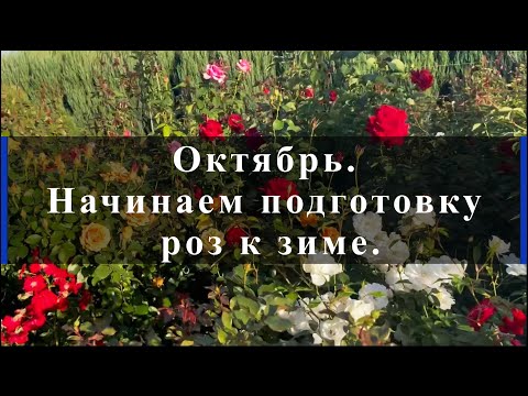 Видео: Октябрь. Начинаем подготовку роз к зиме.. Питомник растений Е. Иващенко