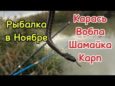 Видео: «Рыбалка в ноябре… и неожиданный гость!»