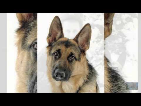 Видео: Мой верный пограничный пес