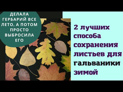 Видео: Как заготовить листья для гальванопластики. 2 лучших способа сохранения листьев не в засушенном виде