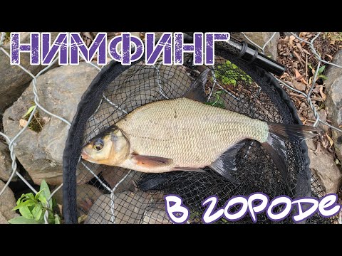 Видео: Нимфинг в центре города и немного наноджига.