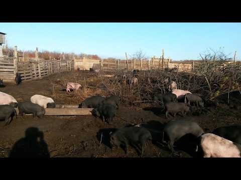 Видео: ХОТЕЛ ПОРУГАТЬСЯ   А ВЫШЕЛ ДОКЛАД КАКОЙ ТО